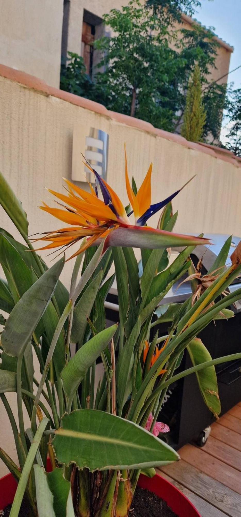 L'Oiseau Du Paradis Narbonne Exterior foto